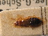  ( - ZSM_COL_CB_039)  @11 [ ] CreativeCommons - Attribution Non-Commercial Share-Alike (2010) Stefan Schmidt SNSB, Zoologische Staatssammlung Muenchen