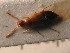  ( - ZSM_COL_CB_040)  @12 [ ] CreativeCommons - Attribution Non-Commercial Share-Alike (2010) Stefan Schmidt SNSB, Zoologische Staatssammlung Muenchen