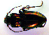  ( - BCZSM_COL_WL_0003)  @13 [ ] CreativeCommons - Attribution Non-Commercial Share-Alike (2010) Stefan Schmidt SNSB, Zoologische Staatssammlung Muenchen