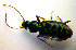  (Platynus livens - BCZSM_COL_WL_0015)  @13 [ ] CreativeCommons - Attribution Non-Commercial Share-Alike (2010) Stefan Schmidt SNSB, Zoologische Staatssammlung Muenchen