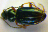  ( - BCZSM_COL_WL_0024)  @12 [ ] CreativeCommons - Attribution Non-Commercial Share-Alike (2010) Stefan Schmidt SNSB, Zoologische Staatssammlung Muenchen