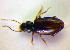  ( - BCZSM_COL_WL_0039)  @12 [ ] CreativeCommons - Attribution Non-Commercial Share-Alike (2010) Stefan Schmidt SNSB, Zoologische Staatssammlung Muenchen
