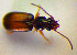  ( - BCZSM_COL_WL_0051)  @12 [ ] CreativeCommons - Attribution Non-Commercial Share-Alike (2010) Stefan Schmidt SNSB, Zoologische Staatssammlung Muenchen
