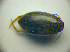  ( - BC ZSM COLA 00679)  @12 [ ] CreativeCommons - Attribution Non-Commercial Share-Alike (2010) Zoologische Staatssammlung Muenchen SNSB, Zoologische Staatssammlung Muenchen
