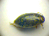  ( - BC ZSM COLA 00709)  @12 [ ] CreativeCommons - Attribution Non-Commercial Share-Alike (2010) Zoologische Staatssammlung Muenchen SNSB, Zoologische Staatssammlung Muenchen