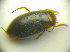  ( - BC ZSM COLA 00725)  @12 [ ] CreativeCommons - Attribution Non-Commercial Share-Alike (2010) Zoologische Staatssammlung Muenchen SNSB, Zoologische Staatssammlung Muenchen