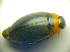  ( - BC ZSM COLA 00745)  @11 [ ] CreativeCommons - Attribution Non-Commercial Share-Alike (2010) Zoologische Staatssammlung Muenchen SNSB, Zoologische Staatssammlung Muenchen