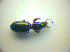  ( - BCZSM_COLA_00780)  @12 [ ] CreativeCommons - Attribution Non-Commercial Share-Alike (2010) Zoologische Staatssammlung Muenchen SNSB, Zoologische Staatssammlung Muenchen