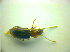  ( - BCZSM_COLA_00781)  @12 [ ] CreativeCommons - Attribution Non-Commercial Share-Alike (2010) Zoologische Staatssammlung Muenchen SNSB, Zoologische Staatssammlung Muenchen