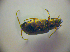  ( - BCZSM_COLA_00803)  @12 [ ] CreativeCommons - Attribution Non-Commercial Share-Alike (2010) Zoologische Staatssammlung Muenchen SNSB, Zoologische Staatssammlung Muenchen