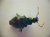  ( - BCZSM_COLA_00814)  @12 [ ] CreativeCommons - Attribution Non-Commercial Share-Alike (2010) Zoologische Staatssammlung Muenchen SNSB, Zoologische Staatssammlung Muenchen