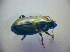 ( - BCZSM_COLA_00840)  @12 [ ] CreativeCommons - Attribution Non-Commercial Share-Alike (2010) Zoologische Staatssammlung Muenchen SNSB, Zoologische Staatssammlung Muenchen