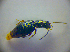  ( - BCZSM_COLA_00847)  @12 [ ] CreativeCommons - Attribution Non-Commercial Share-Alike (2010) Zoologische Staatssammlung Muenchen SNSB, Zoologische Staatssammlung Muenchen
