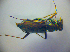  ( - BCZSM_COLA_00852)  @11 [ ] CreativeCommons - Attribution Non-Commercial Share-Alike (2010) Zoologische Staatssammlung Muenchen SNSB, Zoologische Staatssammlung Muenchen