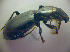  ( - BCZSM_COLA_00855)  @12 [ ] CreativeCommons - Attribution Non-Commercial Share-Alike (2010) Zoologische Staatssammlung Muenchen SNSB, Zoologische Staatssammlung Muenchen