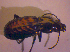  ( - BC ZSM COL 02380)  @12 [ ] CreativeCommons - Attribution Non-Commercial Share-Alike (2010) Zoologische Staatssammlung Muenchen SNSB, Zoologische Staatssammlung Muenchen