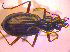  ( - BC ZSM COL 02417)  @12 [ ] CreativeCommons - Attribution Non-Commercial Share-Alike (2010) Zoologische Staatssammlung Muenchen SNSB, Zoologische Staatssammlung Muenchen