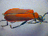  ( - BC ZSM COL 02756)  @13 [ ] CreativeCommons - Attribution Non-Commercial Share-Alike (2010) Zoologische Staatssammlung Muenchen SNSB, Zoologische Staatssammlung Muenchen