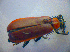  ( - BC ZSM COL 02757)  @12 [ ] CreativeCommons - Attribution Non-Commercial Share-Alike (2011) Zoologische Staatssammlung Muenchen SNSB, Zoologische Staatssammlung Muenchen