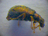  ( - BC ZSM COL 02765)  @12 [ ] CreativeCommons - Attribution Non-Commercial Share-Alike (2012) Zoologische Staatssammlung Muenchen SNSB, Zoologische Staatssammlung Muenchen