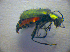  ( - BC ZSM COL 02776)  @12 [ ] CreativeCommons - Attribution Non-Commercial Share-Alike (2012) Zoologische Staatssammlung Muenchen SNSB, Zoologische Staatssammlung Muenchen