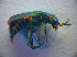  ( - BC ZSM COL 02777)  @12 [ ] CreativeCommons - Attribution Non-Commercial Share-Alike (2012) Zoologische Staatssammlung Muenchen SNSB, Zoologische Staatssammlung Muenchen