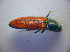  ( - BC ZSM COL 02784)  @13 [ ] CreativeCommons - Attribution Non-Commercial Share-Alike (2012) Zoologische Staatssammlung Muenchen SNSB, Zoologische Staatssammlung Muenchen