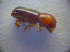  ( - BC ZSM COL 02786)  @12 [ ] CreativeCommons - Attribution Non-Commercial Share-Alike (2012) Zoologische Staatssammlung Muenchen SNSB, Zoologische Staatssammlung Muenchen