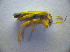 ( - BC ZSM COL 02793)  @12 [ ] CreativeCommons - Attribution Non-Commercial Share-Alike (2012) Zoologische Staatssammlung Muenchen SNSB, Zoologische Staatssammlung Muenchen