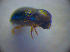  ( - BC ZSM COL 02843)  @11 [ ] CreativeCommons - Attribution Non-Commercial Share-Alike (2012) Zoologische Staatssammlung Muenchen SNSB, Zoologische Staatssammlung Muenchen