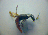  ( - BFB_Col_FK_2857)  @12 [ ] CreativeCommons - Attribution Non-Commercial Share-Alike (2012) Zoologische Staatssammlung Muenchen SNSB, Zoologische Staatssammlung Muenchen