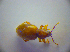  ( - BFB_Col_FK_2861)  @12 [ ] CreativeCommons - Attribution Non-Commercial Share-Alike (2012) Zoologische Staatssammlung Muenchen SNSB, Zoologische Staatssammlung Muenchen