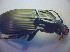  ( - BFB_Col_FK_2878)  @12 [ ] CreativeCommons - Attribution Non-Commercial Share-Alike (2012) Zoologische Staatssammlung Muenchen SNSB, Zoologische Staatssammlung Muenchen