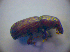  ( - BFB_Col_FK_2885)  @12 [ ] CreativeCommons - Attribution Non-Commercial Share-Alike (2012) Zoologische Staatssammlung Muenchen SNSB, Zoologische Staatssammlung Muenchen