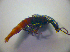  ( - BFB_Col_FK_2890)  @12 [ ] CreativeCommons - Attribution Non-Commercial Share-Alike (2012) Zoologische Staatssammlung Muenchen SNSB, Zoologische Staatssammlung Muenchen