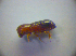  ( - BFB_Col_FK_2892)  @11 [ ] CreativeCommons - Attribution Non-Commercial Share-Alike (2012) Zoologische Staatssammlung Muenchen SNSB, Zoologische Staatssammlung Muenchen