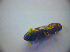  ( - BFB_Col_FK_2927)  @12 [ ] CreativeCommons - Attribution Non-Commercial Share-Alike (2012) Zoologische Staatssammlung Muenchen SNSB, Zoologische Staatssammlung Muenchen