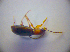  ( - BFB_Col_FK_2944)  @12 [ ] CreativeCommons - Attribution Non-Commercial Share-Alike (2012) Zoologische Staatssammlung Muenchen SNSB, Zoologische Staatssammlung Muenchen