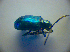  ( - BC ZSM COL 02983)  @12 [ ] CreativeCommons - Attribution Non-Commercial Share-Alike (2012) Zoologische Staatssammlung Muenchen SNSB, Zoologische Staatssammlung Muenchen