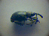  (Diplapion confluens - BC ZSM COL 02992)  @12 [ ] CreativeCommons - Attribution Non-Commercial Share-Alike (2012) Zoologische Staatssammlung Muenchen SNSB, Zoologische Staatssammlung Muenchen