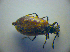  ( - BC ZSM COL 03001)  @12 [ ] CreativeCommons - Attribution Non-Commercial Share-Alike (2012) Zoologische Staatssammlung Muenchen SNSB, Zoologische Staatssammlung Muenchen