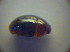  ( - BC ZSM COL 03035)  @11 [ ] CreativeCommons - Attribution Non-Commercial Share-Alike (2012) Zoologische Staatssammlung Muenchen SNSB, Zoologische Staatssammlung Muenchen