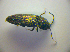  ( - BC ZSM COL 03070)  @13 [ ] CreativeCommons - Attribution Non-Commercial Share-Alike (2012) Zoologische Staatssammlung Muenchen SNSB, Zoologische Staatssammlung Muenchen