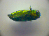  ( - BC ZSM COL 03075)  @11 [ ] CreativeCommons - Attribution Non-Commercial Share-Alike (2012) Zoologische Staatssammlung Muenchen SNSB, Zoologische Staatssammlung Muenchen