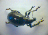  ( - BC ZSM COL 03102)  @12 [ ] CreativeCommons - Attribution Non-Commercial Share-Alike (2012) Zoologische Staatssammlung Muenchen SNSB, Zoologische Staatssammlung Muenchen