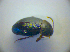  ( - BC ZSM COL 03106)  @12 [ ] CreativeCommons - Attribution Non-Commercial Share-Alike (2012) Zoologische Staatssammlung Muenchen SNSB, Zoologische Staatssammlung Muenchen