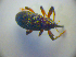  ( - BC ZSM COL 03107)  @12 [ ] CreativeCommons - Attribution Non-Commercial Share-Alike (2012) Zoologische Staatssammlung Muenchen SNSB, Zoologische Staatssammlung Muenchen