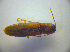  ( - BC ZSM COL 03124)  @12 [ ] CreativeCommons - Attribution Non-Commercial Share-Alike (2012) Zoologische Staatssammlung Muenchen SNSB, Zoologische Staatssammlung Muenchen