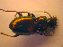  ( - BC ZSM COL 02426)  @12 [ ] CreativeCommons - Attribution Non-Commercial Share-Alike (2010) Zoologische Staatssammlung Muenchen SNSB, Zoologische Staatssammlung Muenchen