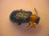  ( - BC ZSM COL 02434)  @12 [ ] CreativeCommons - Attribution Non-Commercial Share-Alike (2010) Zoologische Staatssammlung Muenchen SNSB, Zoologische Staatssammlung Muenchen
